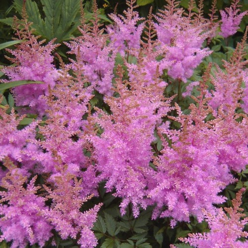 Astilbe chinensis 'Pumila' - Hiina astilbe 'Pumila'